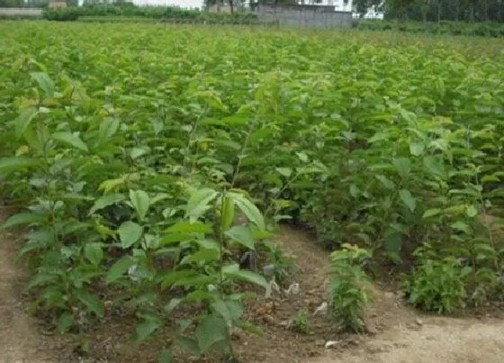 种植管理|桃树苗适合几月份种植 在什么时候种植好