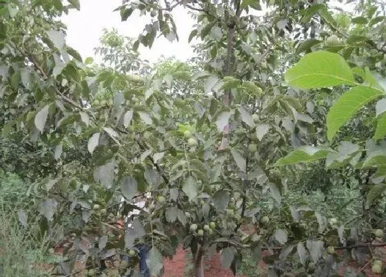 植物百科|核桃树有公母之分吗 为什么有的树不开花