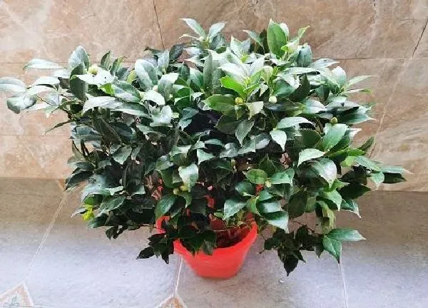 养殖科普|茶花喜水还是喜旱