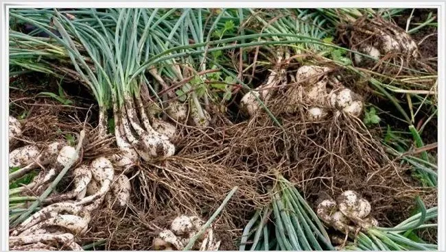 藠头的种植需要什么条件 | 种植资料