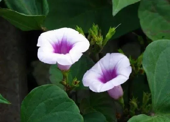 植物百科|红薯开花吗 开花什么样子