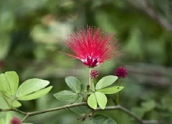 花语|合欢花代表什么意思