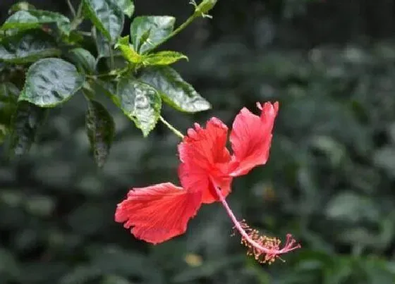 风水百科|家里为什么不能养扶桑花