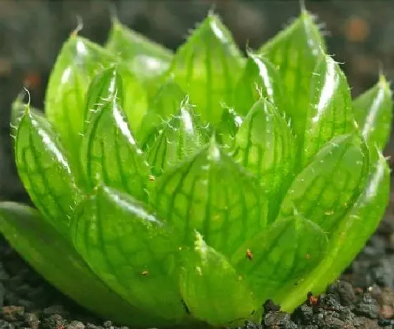 植物修剪|玉露徒长了怎么办 徒长原因及处理方法