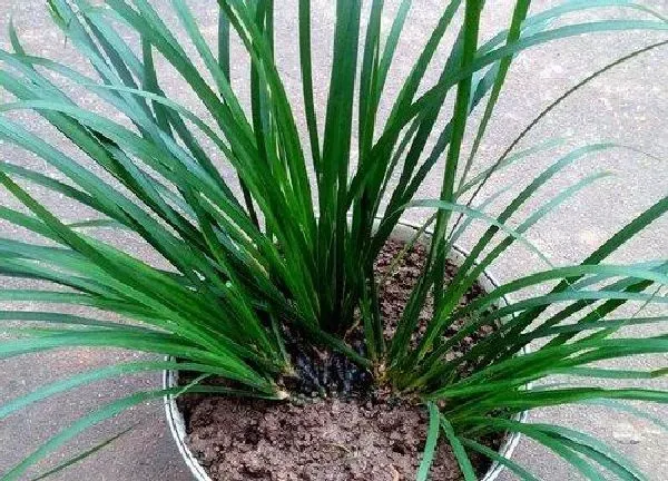 养殖方法|石菖蒲水培好还是土培好