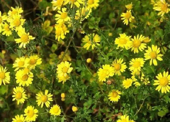 送花|给老人上坟买几朵花（去坟前祭奠老人摆花买什么鲜花）
