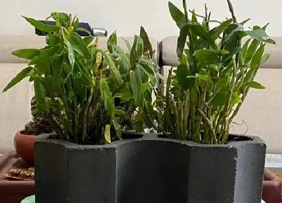 花期|铁皮石斛一年开几次花