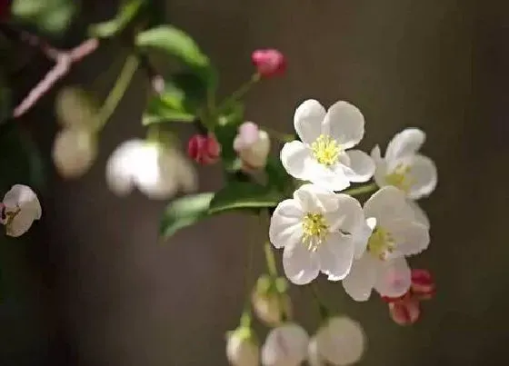 花语|不同颜色海棠花的花语