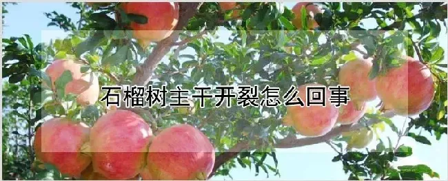 石榴树主干开裂怎么回事 | 种植技术