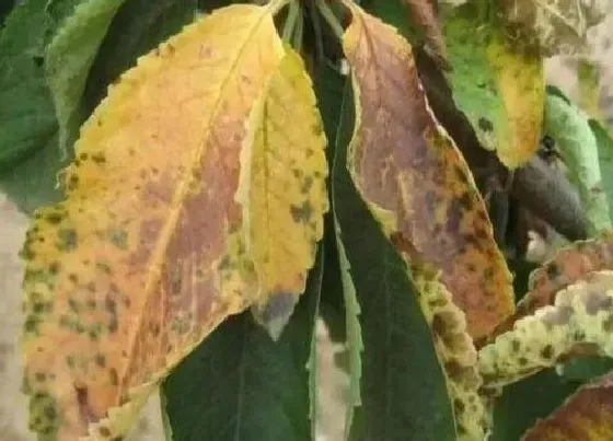 叶蔫|樱花叶子发蔫原因及补救方法