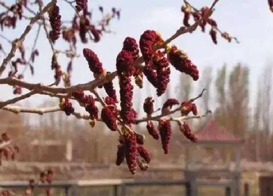 习性特点|白杨树开花是什么样子 开花代表什么意思