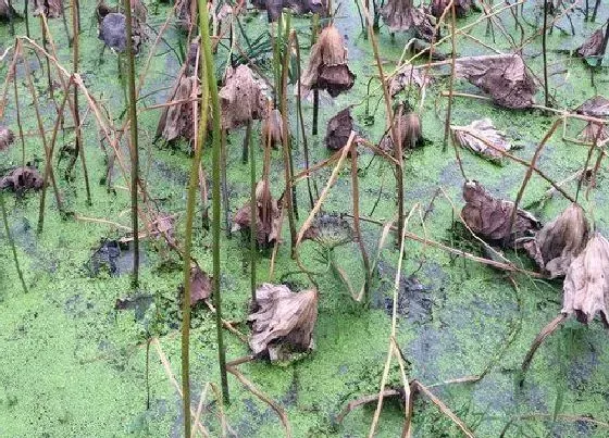 植物百科|莲藕是一年一种吗