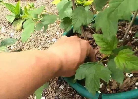 植物修剪|木绣球怎么修剪方法