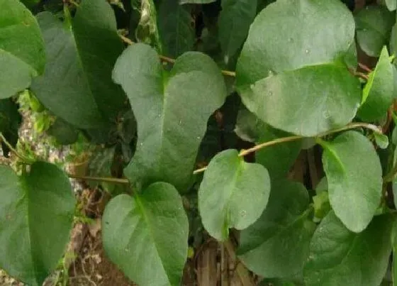 植物百科|紫角叶是木耳菜吗