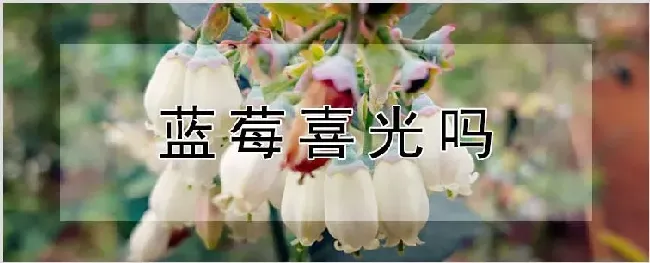 蓝莓喜光吗 | 农业科普