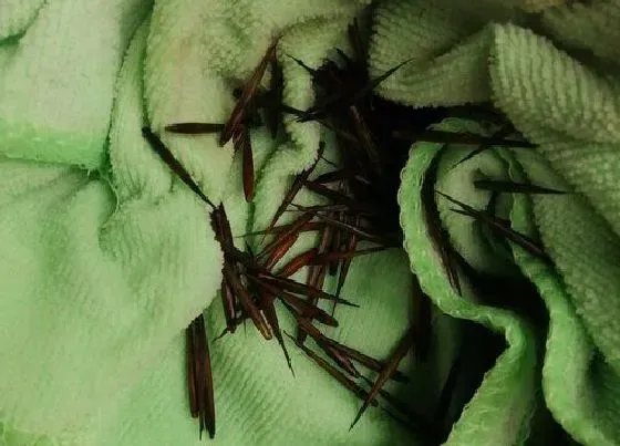 植物播种|毛竹种子怎么种植