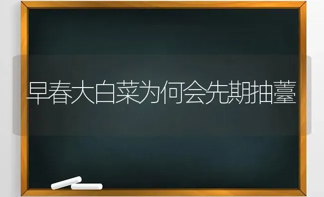早春大白菜为何会先期抽薹 | 蔬菜种植