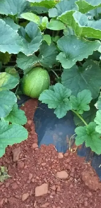 种植管理|甜瓜露天什么时候种，露天种植甜瓜的技巧与技术）