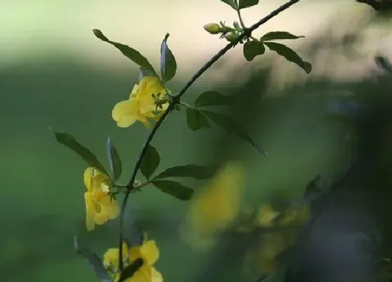 植物修剪|黄素馨怎么修剪方法