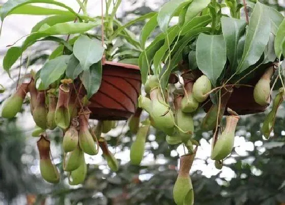 植物排行|会吃虫子的植物有哪些