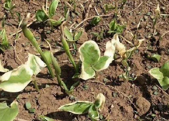 植物虫害|半夏病虫害防治方法与技术措施