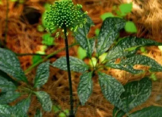 植物百科|三七长在什么地方