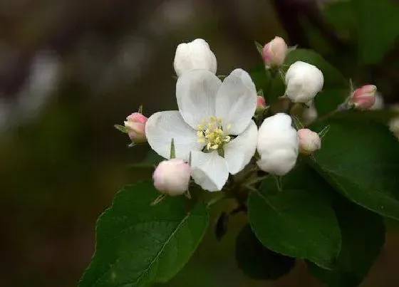 花期|苹果树花期多长时间 花期是什么时候