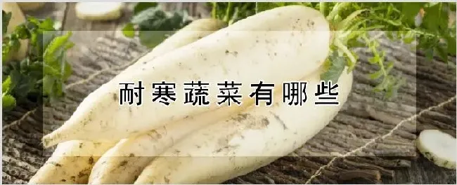 耐寒蔬菜有哪些 | 养殖技术