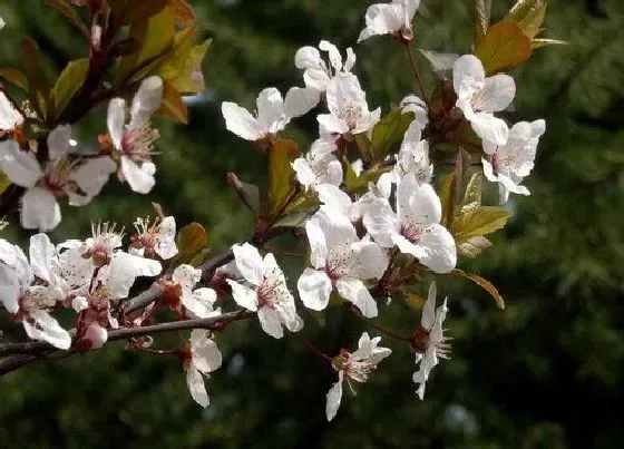 植物百科|紫叶李开花吗 开花什么样子