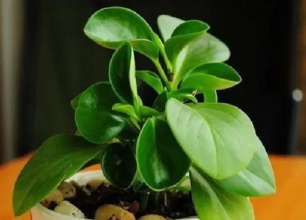 养殖科普|碧玉喜阴还是喜阳光的植物