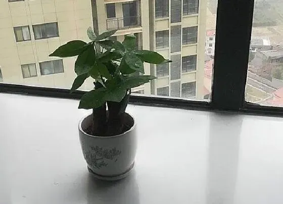 种植位置|发财树可以种在室内吗