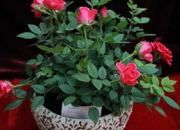植物移栽|月季花什么时候移栽