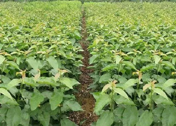 种植管理|桃树苗适合几月份种植 在什么时候种植好
