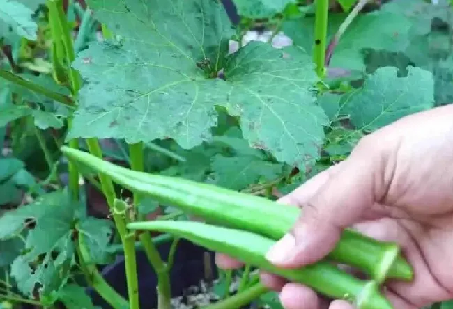 秋葵种植技术 如何有效种植秋葵？ | 种植资料