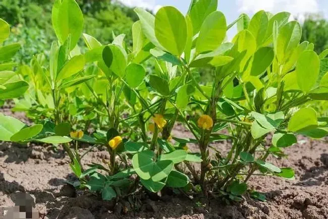 植物施肥|花生在什么时候打磷酸二氢钾，磷酸二氢钾花生使用方法）