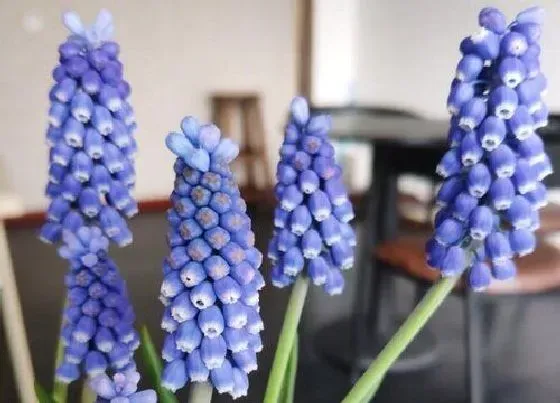 种植管理|风信子什么季节种植好