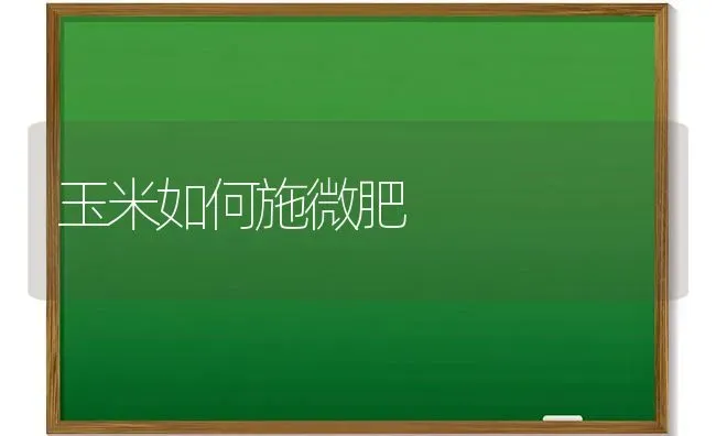 玉米如何施微肥 | 粮油作物种植
