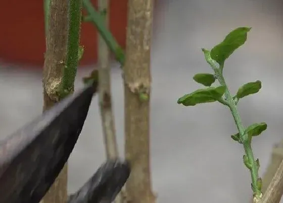 植物修剪|灰莉怎么修剪方法