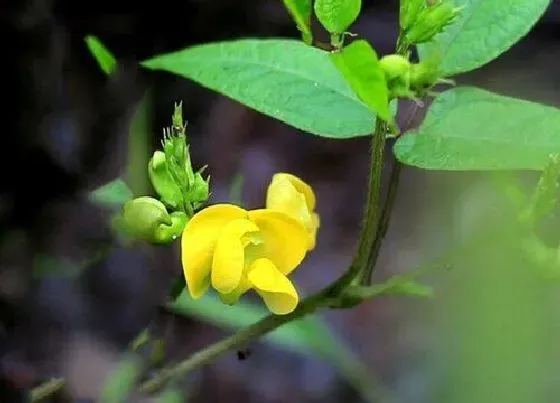 植物百科|红豆开花吗 花期是多长时间