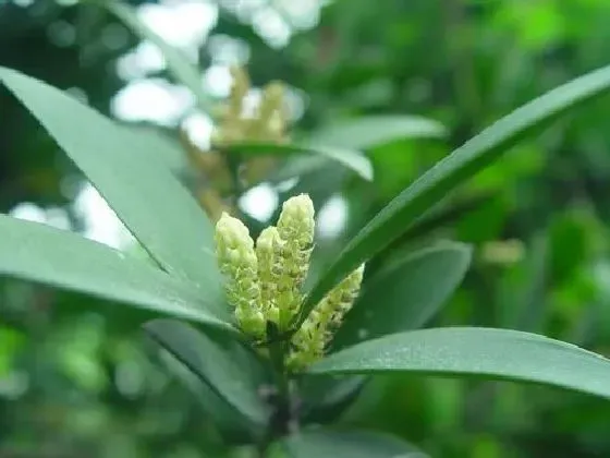 植物百科|竹柏开花好不好 开花的风水寓意