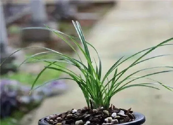 植物移栽|春兰什么时候换盆合适