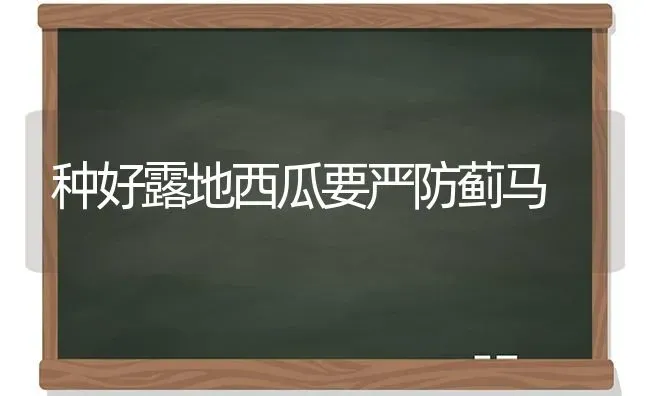 种好露地西瓜要严防蓟马 | 瓜果种植