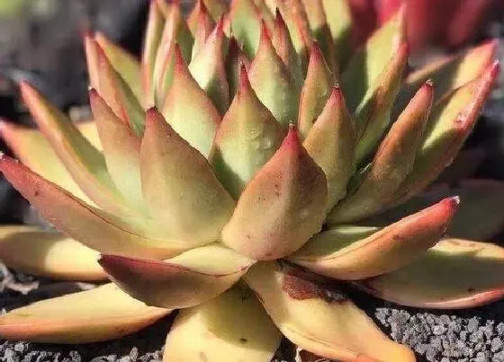 冬天植物|多肉可以晒太阳吗（室内养多肉植物多久浇一次水）