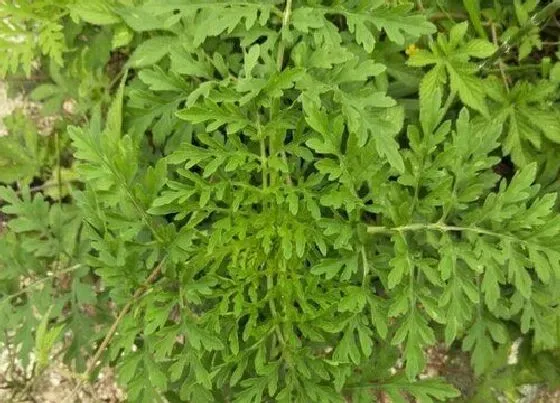 植物百科|青蒿素是什么植物提取的 青蒿素的提取具体方法