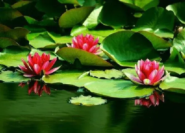 养殖方法|水莲花怎么养长的好 盆栽养殖方法