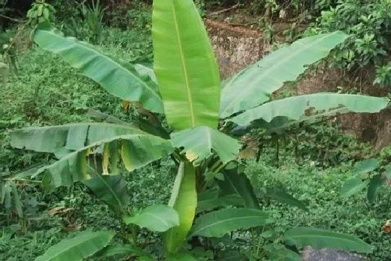 叶子|芭蕉树的叶子像什么形状 样子和特点