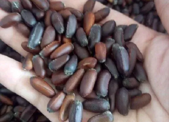 种植育种|梅花种子什么时候种植最好
