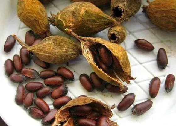 种植育种|梅花种子什么时候种植最好
