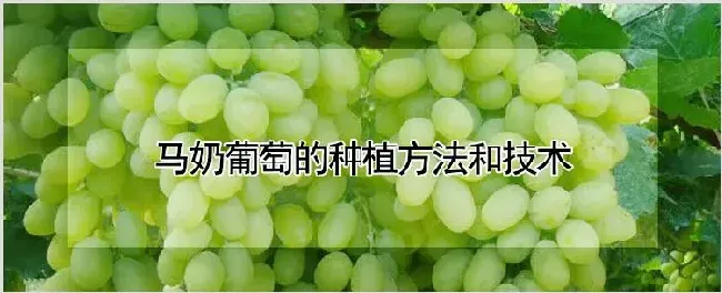 马奶葡萄的种植方法和技术 | 养殖技术