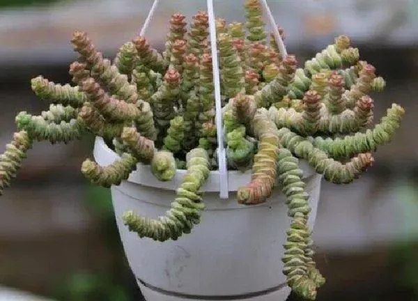 植物浇水|多肉玉坠怎么浇水方法